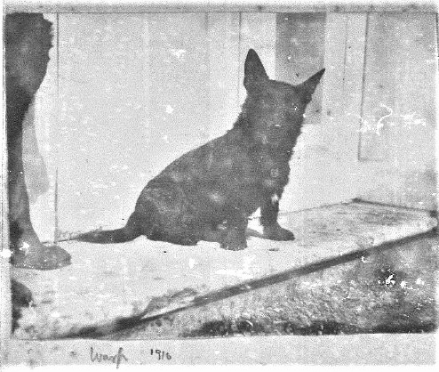 Wasp the dog, 1910 Heath-Caldwell