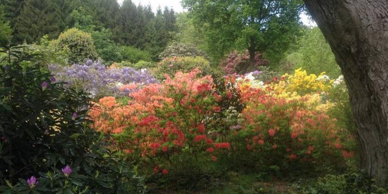 Kitlands gardens Holmwood Surrey 2020